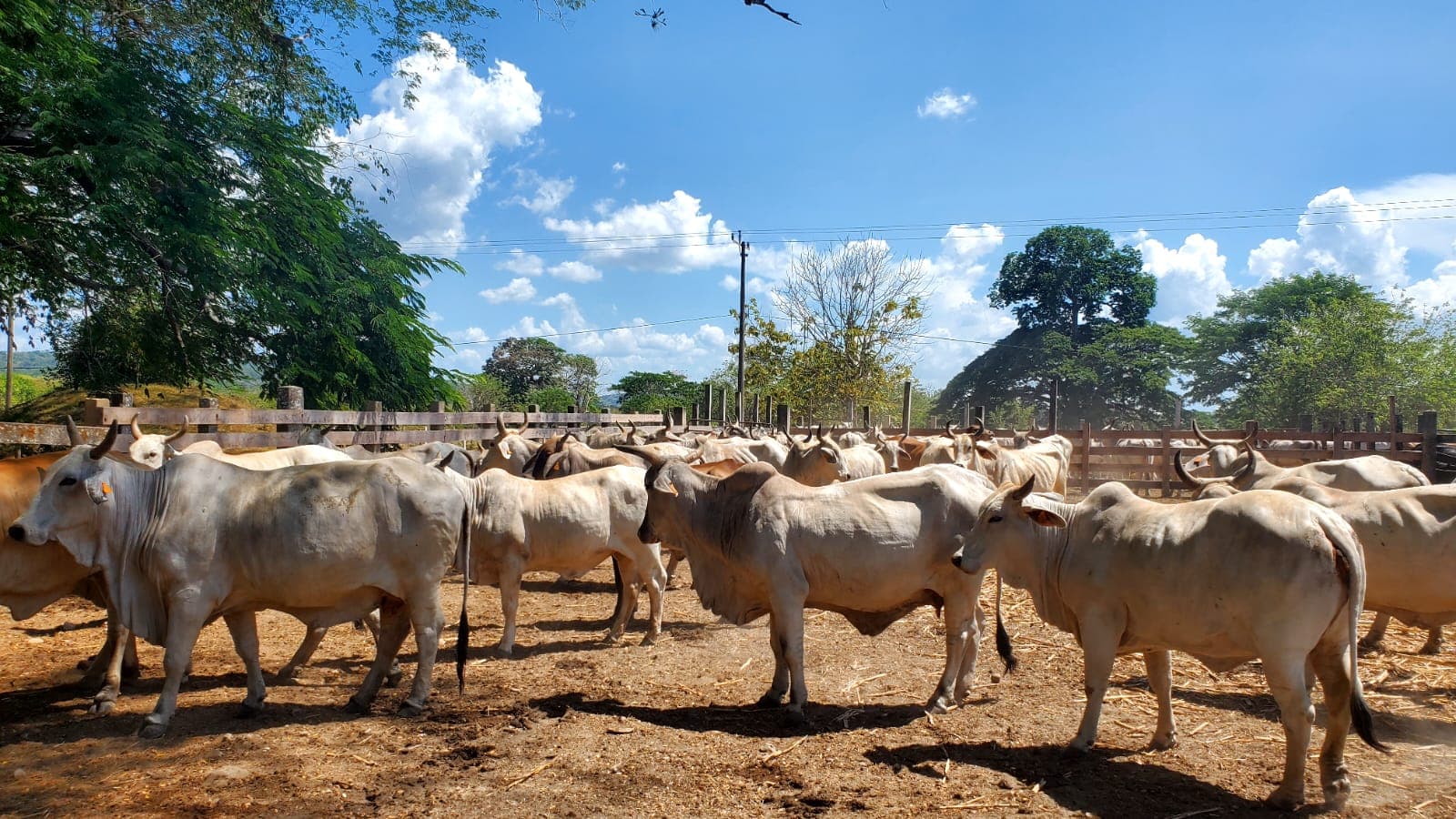 Livestock Management